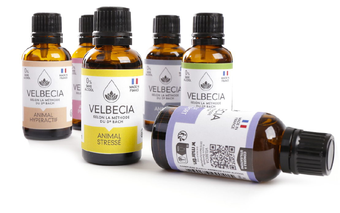 Velbecia