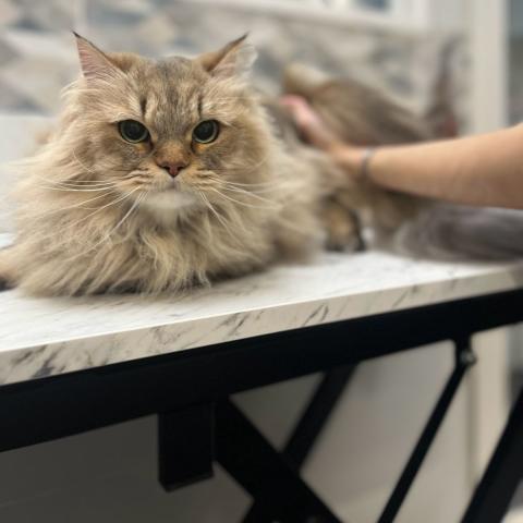 comment laver mon chat