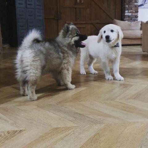 comment sociabiliser et familiariser son chiot avant 3 mois
