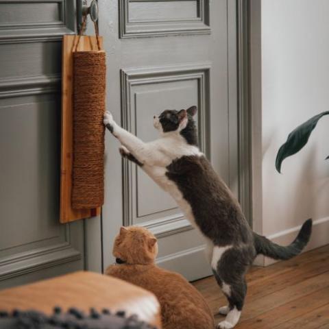 pourquoi mon chat fait ses griffes sur mon canapé