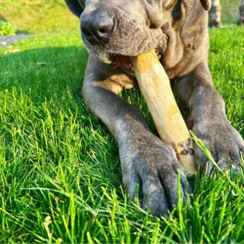 besoins de mastication de mon chien