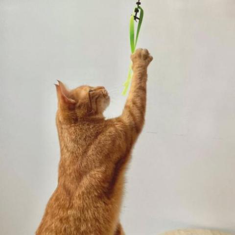 jouet canne à pêche ou jouet classique pour mon chat