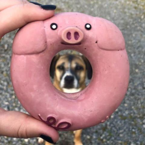 quel jouet donner à mon chien