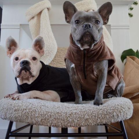 bien protéger mon chien du froid
