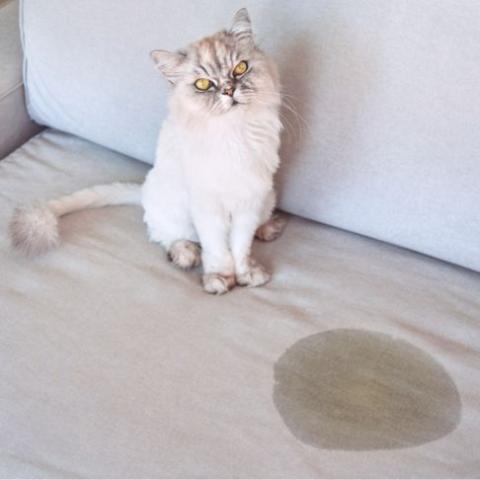 mon chat urine en dehors de sa litiere que faire
