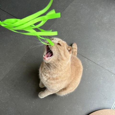 comment jouer avec son chat