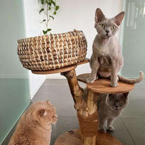 arbre a chat ou griffoir que choisir pour mon chat
