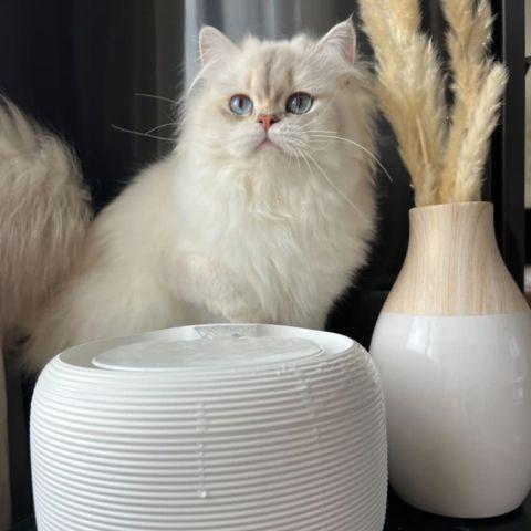 comment-bien-hydrater-mon-chat
