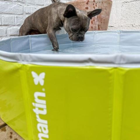 comment-aider-mon-chien-a-se-rafraichir-en-ete